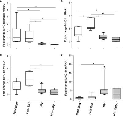 Vitamin A Protects the Preterm Lamb Diaphragm Against Adverse Effects of Mechanical Ventilation